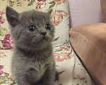Кошки в Москве: Шотландские котята  Мальчик, 10 000 руб. - фото 9