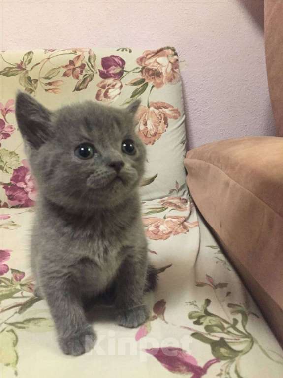 Кошки в Москве: Шотландские котята  Мальчик, 10 000 руб. - фото 9