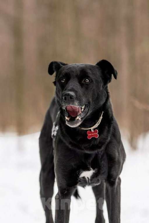 Собаки в Москве: Добрый пес Дрэйк в добрые руки. Мальчик, Бесплатно - фото 4