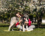 Собаки в Москве: Собака в добрые руки Мальчик, Бесплатно - фото 6