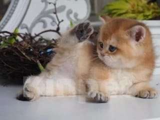 Кошки в Москве: Британские котята Девочка, 35 000 руб. - фото 7