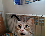 Кошки в Новосибирске: Кошечка Алиса Девочка, Бесплатно - фото 1