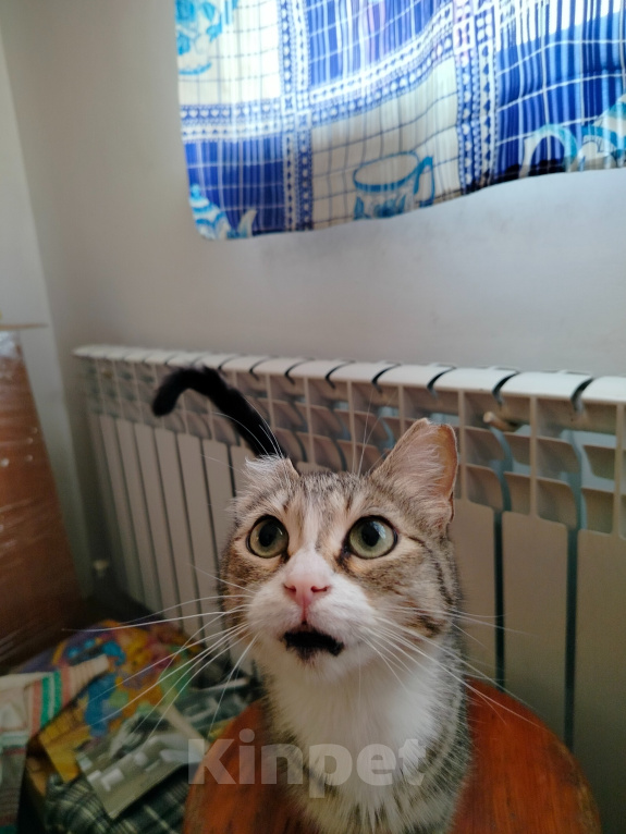 Кошки в Новосибирске: Кошечка Алиса Девочка, Бесплатно - фото 1