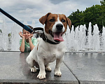 Собаки в Брянске: Вязка Джек Рассел Терьер  Мальчик, 40 000 руб. - фото 8