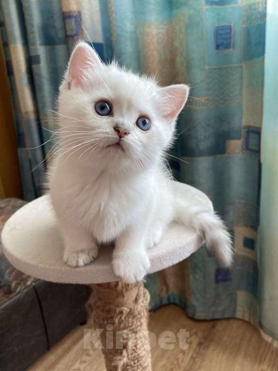 Кошки в Клине: Шотландские котята  Мальчик, 40 000 руб. - фото 3