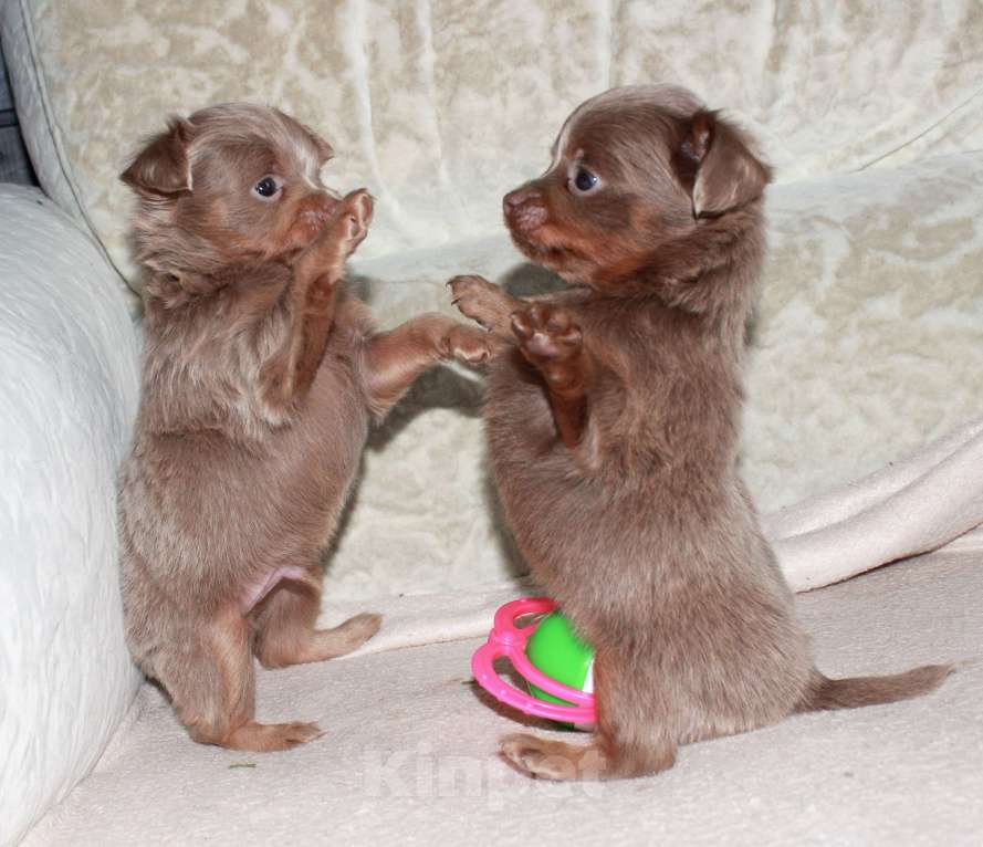 Собаки в Волгограде: Мальчики лиловые длинношерстные Мальчик, 25 000 руб. - фото 5