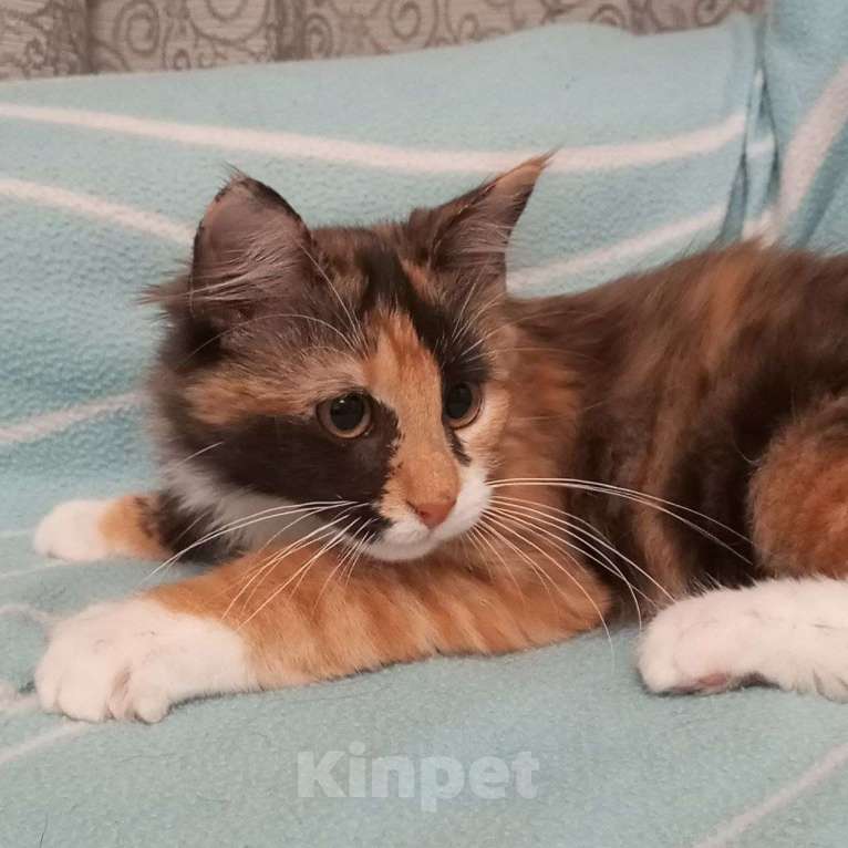 Кошки в Санкт-Петербурге: Котёнок Кася, трёхцветная-черепаховая Девочка, Бесплатно - фото 4