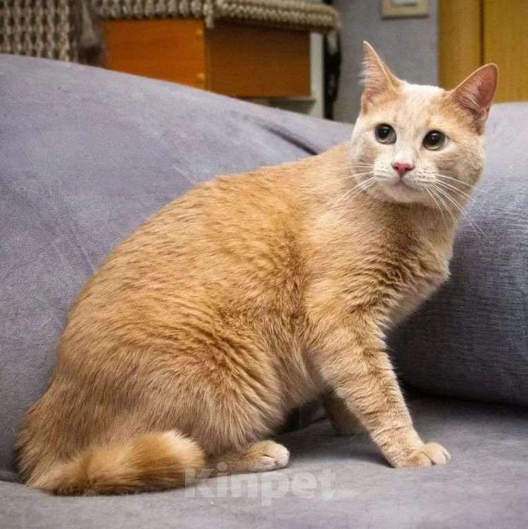 Кошки в Москве: Ричик остался незамеченным Мальчик, Бесплатно - фото 2