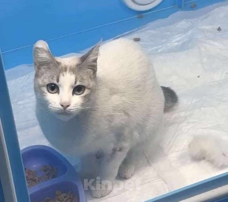 Кошки в других городах Московской области: Голубоглазая девочка Девочка, Бесплатно - фото 3