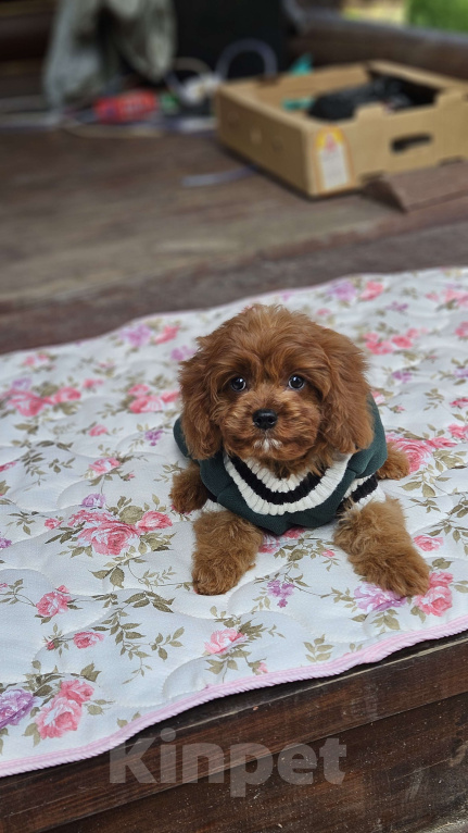 Собаки в Москве: Мальчик кавапу в окрасе ред браун Мальчик, 90 000 руб. - фото 5