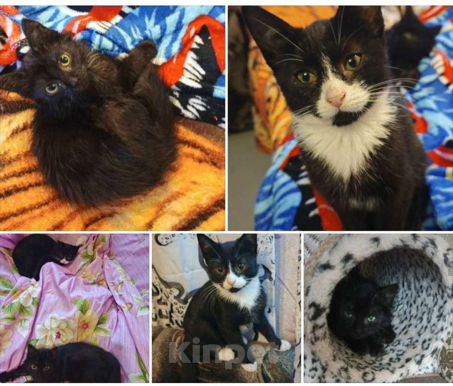 Кошки в Санкт-Петербурге: Сема и Ночка Мальчик, Бесплатно - фото 1