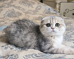 Кошки в Санкт-Петербурге: Золотая голубая шиншилла девочка Девочка, 50 000 руб. - фото 3