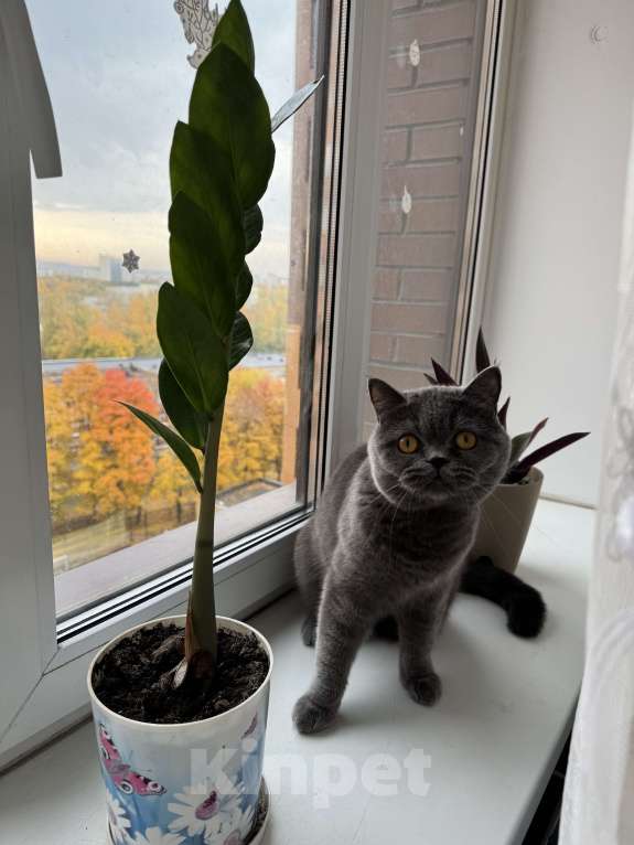 Кошки в Рязани: Продам Мальчик, 10 000 руб. - фото 2