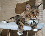 Кошки в Малмыже: Чистокровная кошечка мейн-кун., 20 000 руб. - фото 7