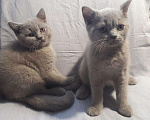 Кошки в Уржуме: Продаются котята от родителей с родословной, 2 000 руб. - фото 1