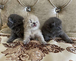 Кошки в Рыбинске: Чистокровные шотландские котята, 5 000 руб. - фото 8