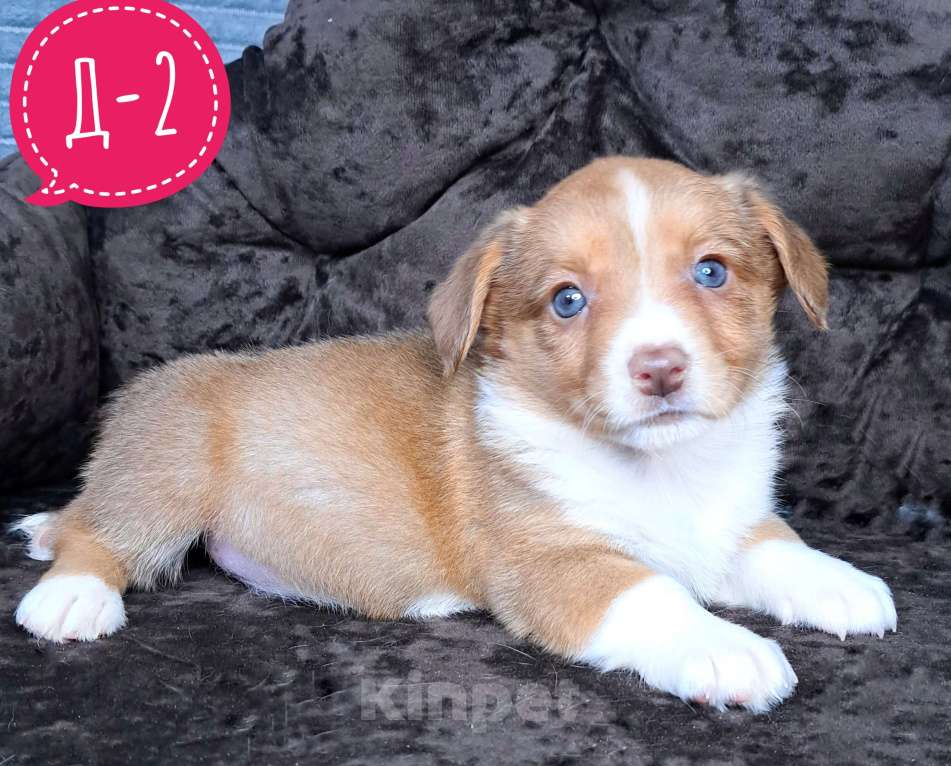 Собаки в Москве: Девочка вельш-корги кардиган Девочка, 50 000 руб. - фото 1