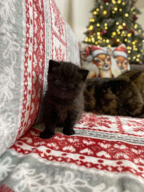 Кошки в Нижнем Новгороде: Шотландский котенок Девочка, 8 000 руб. - фото 1