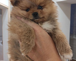 Собаки в Тюмени: Щенки померанского шпица Мальчик, 21 000 руб. - фото 2