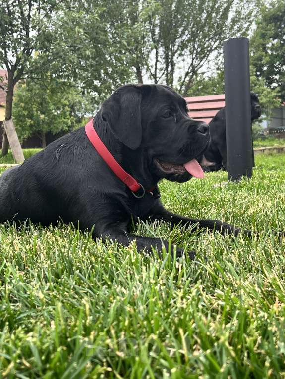 Собаки в Дмитрове: Щенок Кане Корсо Девочка, 50 000 руб. - фото 5