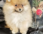 Собаки в Самаре: Померанский шпиц Мальчик, 65 000 руб. - фото 1