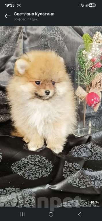 Собаки в Самаре: Померанский шпиц Мальчик, 65 000 руб. - фото 1