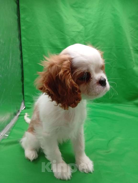 Собаки в Москве: Щенки кавалер Кинг Чарльз спаниель  Девочка, 60 000 руб. - фото 3