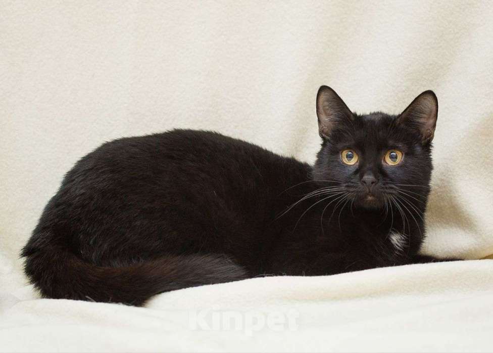 Кошки в Москве: Миниатюрная черная кошечка в добрые руки 🖤 Девочка, Бесплатно - фото 2