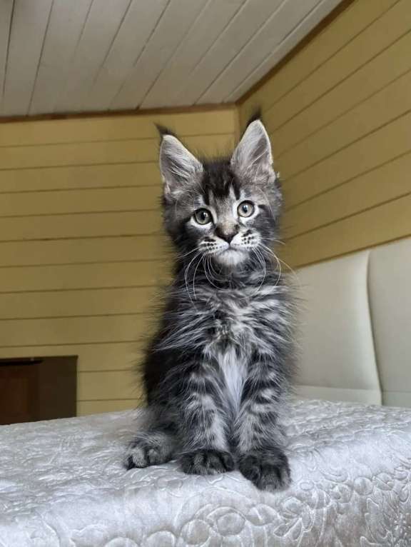 Кошки в других городах Московской области: Мейн-кун ❤️ Мальчик, 60 000 руб. - фото 3