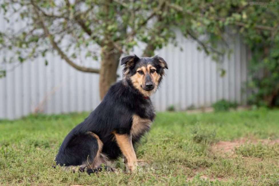 Собаки в Москве: Пушистая собачка Одри в добрые руки Девочка, 1 руб. - фото 3