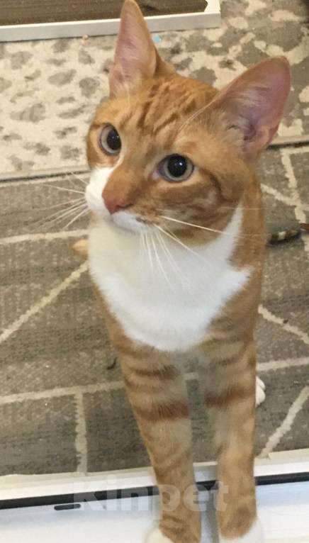 Кошки в Москве: Макс Мальчик, Бесплатно - фото 3