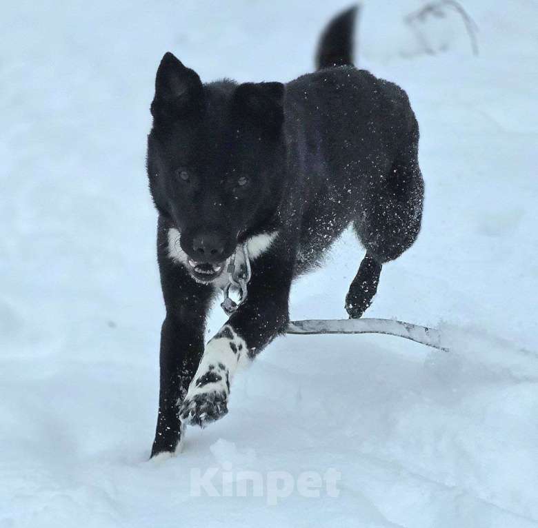 Собаки в Королеве: Щенок Джус ищет дом Мальчик, Бесплатно - фото 3