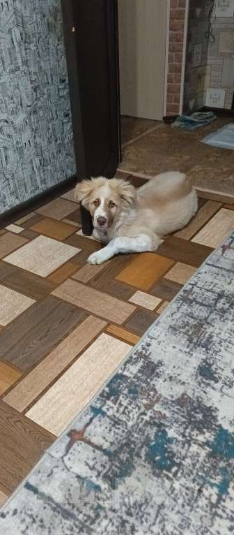 Собаки в Самаре: Отдам в добрые руки Мальчик, Бесплатно - фото 5