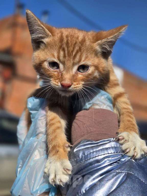 Кошки в Москве: Малыши ищут дом Разнополые, Бесплатно - фото 3