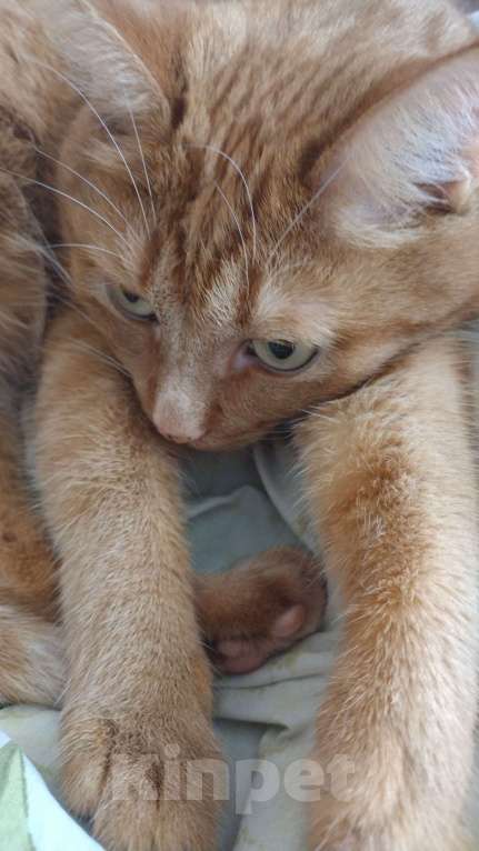 Кошки в Владимире: Отдам в хорошие, добрые руки Мальчик, Бесплатно - фото 5