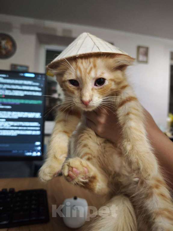Кошки в Москве: Рыжий котёнок в добрые руки Мальчик, Бесплатно - фото 2
