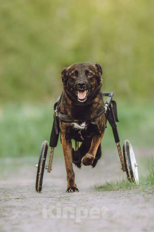 Собаки в Москве: Маленькая собачка-спинальник Кения в самые добрые руки Девочка, 1 руб. - фото 3