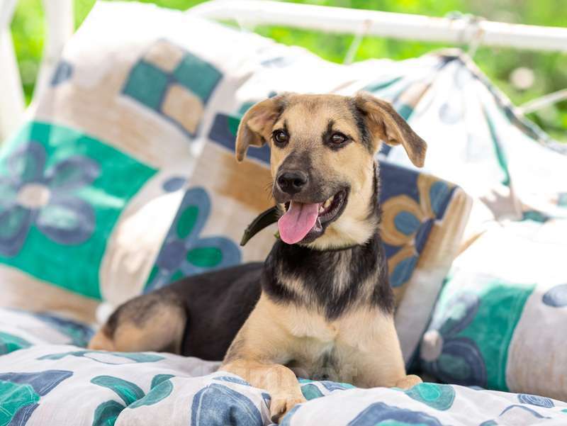 Собаки в Москве: Щенок Глория ищет семью Девочка, 1 руб. - фото 2