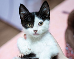 Кошки в Химках: Котёнок в добрые руки Мальчик, Бесплатно - фото 1