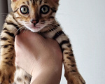 Кошки в Сургуте: Бенгальские котята Мальчик, 22 000 руб. - фото 6