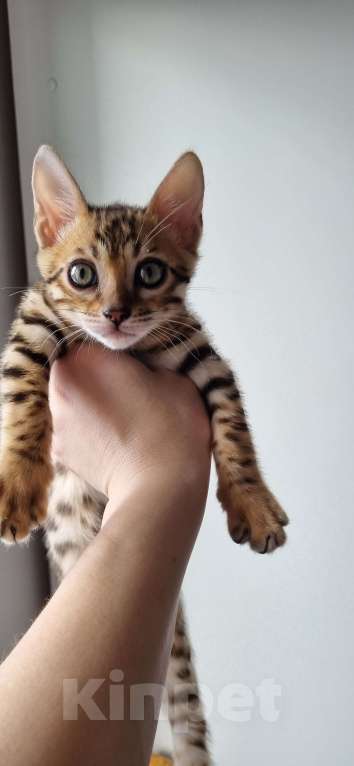 Кошки в Сургуте: Бенгальские котята Мальчик, 22 000 руб. - фото 6