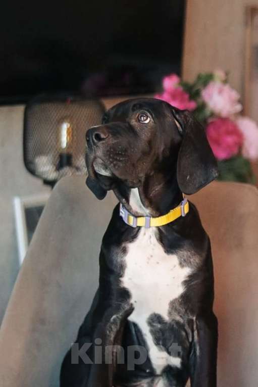 Собаки в Москве: Ищут семью трое щенков Kaнe Kорсо и их мама Лиси! Мальчик, Бесплатно - фото 4