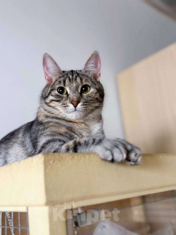 Кошки в Балашихе: Груша Девочка, Бесплатно - фото 1