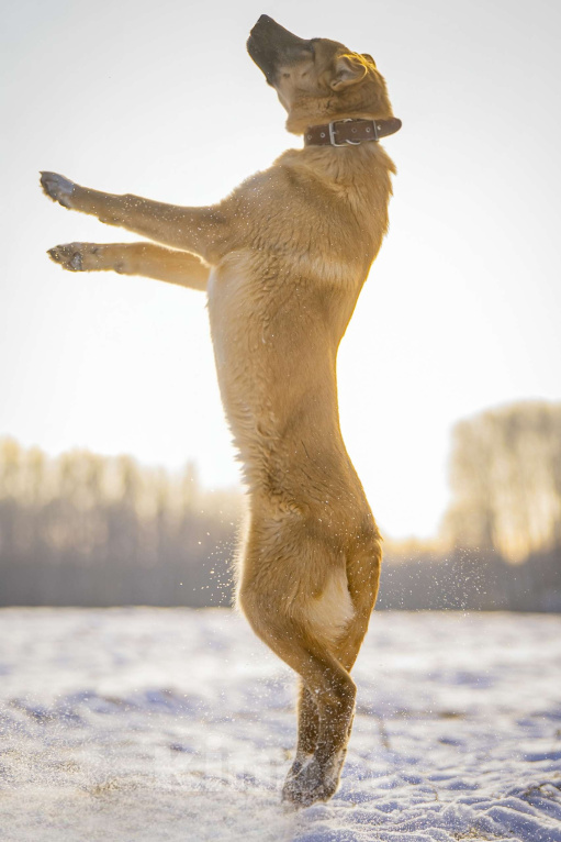 Собаки в Клине: Реджи — шаловливый пёсик Мальчик, Бесплатно - фото 2