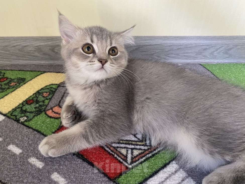 Кошки в других городах Московской области: Девочка британка серебристая шиншилла Девочка, 7 000 руб. - фото 4