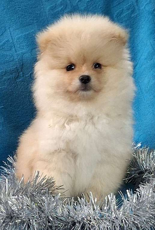 Собаки в Ангарске: Мальчик Мальчик, 35 000 руб. - фото 2