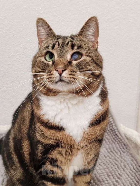 Кошки в Москве: Василиса: уютная булочка с мраморной шубкой ищет семью Девочка, Бесплатно - фото 10