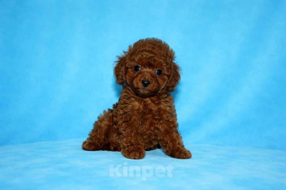 Собаки в Москве: Тикап тедди пудель девочка Девочка, 120 000 руб. - фото 1