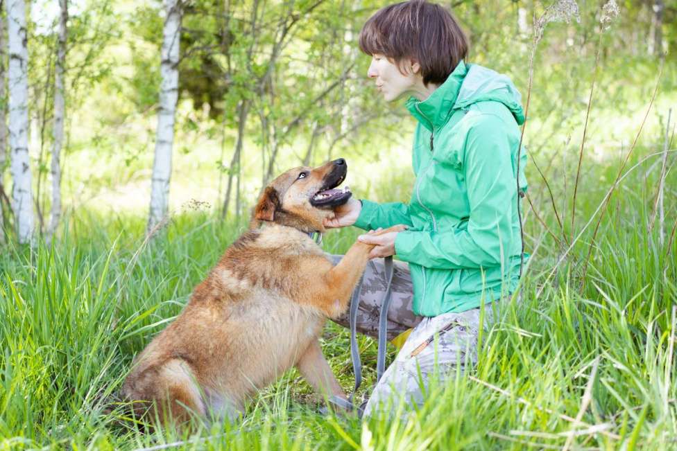 Собаки в Москве: Собака-липучка, компаньон, который везде следует за человеком. Мальчик, Бесплатно - фото 6