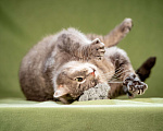 Кошки в Клине: Милош - замурчательный котейка! Мальчик, Бесплатно - фото 5